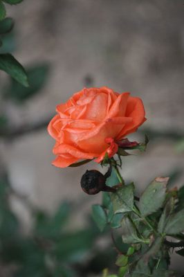 k-DSC_0081